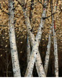 Shimmering Birches I Prints by Arnie Fisk