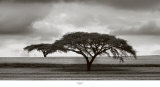 Acacia Trees Prints by Jorge Llovet