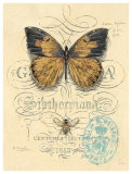 Honeybee Papillon Posters av Chad Barrett Honeybee Papillon Posters av Chad Barrett