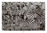 Zebra Abstraction Posters by Jorge Llovet