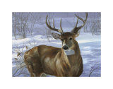 Through My Window: Whitetail Deer Prints by Joni Johnson-godsy