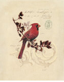 Filigree Cardinal Poster von Chad Barrett