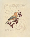 Filigree Songbird Reprodukcje autor Chad Barrett Filigree Songbird Reprodukcje autor Chad Barrett