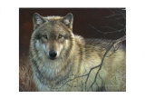 Uninterrupted Stare: Gray Wolf Prints by Joni Johnson-godsy