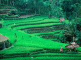 Rice Fields, Cultivation, Bali, Indonesia Photographie par Kenneth Garrett