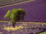 Lavender Field in High Provence, France Photographic Print by David Barnes Lavender Field in High Provence, France Photographic Print by David Barnes