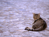 Cat in Street, Lipari, Sicily, Italy Photographic Print by Connie Bransilver
