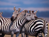 Burchell's Zebra, Masai Mara, Kenya Photographic Print by Dee Ann Pederson