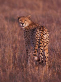 Cheetah, Masai Mara, Kenya Lámina fotográfica por Dee Ann Pederson Cheetah, Masai Mara, Kenya Lámina fotográfica por Dee Ann Pederson