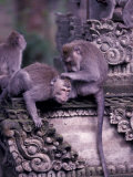 Long-tailed Macaques in Sacred Monkey Forest, Bali, Indonesia Lámina fotográfica por Paul Souders