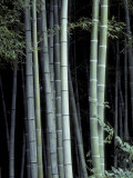 Bamboo Forest, Kyoto, Japan Photographic Print by Dave Bartruff