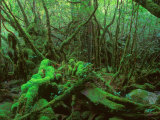 Yakushima Rainforest, Kagoshima, Japan Reprodukcja zdjęcia autor Rob Tilley Yakushima Rainforest, Kagoshima, Japan Reprodukcja zdjęcia autor Rob Tilley