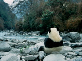 Giant Panda Eating Bamboo by the River, Wolong Panda Reserve, Sichuan, China Photographie par Keren Su