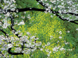 Sakura and Nanohana, Imperial Palace Moat, Tokyo, Japan Photographic Print by Rob Tilley
