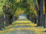 Tree-Lined Road in Autumn, Louisville, Kentucky, USA Photographic Print by Adam Jones
