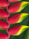 Heliconia at Foster Botanical Garden, Honolulu, Hawaii, USA Fotografisk trykk av Bruce Behnke
