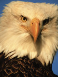 Bald Eagle in Kachemak Bay, Homer, Alaska, USA Lámina fotográfica por Dee Ann Pederson Bald Eagle in Kachemak Bay, Homer, Alaska, USA Lámina fotográfica por Dee Ann Pederson