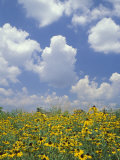 Black-Eyed Susans and Clouds, Oldham County, Kentucky, USA Photographic Print by Adam Jones Black-Eyed Susans and Clouds, Oldham County, Kentucky, USA Photographic Print by Adam Jones