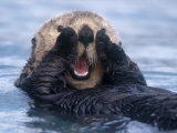 Sea Otters, Alaska, USA Photographic Print by Daisy Gilardini