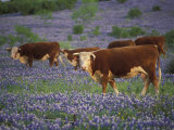 Hereford Cattle in Meadow of Bluebonnets, Texas Hill Country, Texas, USA Photographic Print by Adam Jones
