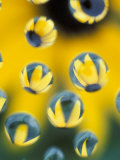 Black-Eyed Susans Seen Through Water Droplets Photographic Print by Adam Jones Black-Eyed Susans Seen Through Water Droplets Photographic Print by Adam Jones