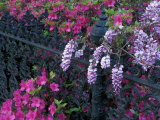Azaleas and Wisteria Bloom at Bonaventure Cemetery, Savannah, Georgia, USA Photographie par Joanne Wells