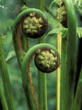 Tree Ferns Unfolding Lámina fotográfica por Adam Jones Tree Ferns Unfolding Lámina fotográfica por Adam Jones