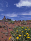 Spring Wildflowers Bloom, Canyonlands National Park, Utah, USA Photographic Print by Paul Souders Spring Wildflowers Bloom, Canyonlands National Park, Utah, USA Photographic Print by Paul Souders