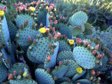 Beavertail Cactus, Desert Botanical Gardens, Phoenix, Arizona, USA Photographic Print by Howie Garber Beavertail Cactus, Desert Botanical Gardens, Phoenix, Arizona, USA Photographic Print by Howie Garber