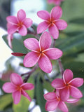 Plumeria in Bloom Photographic Print by Georgienne Bradley
