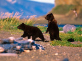 Brown Bear Cub in Katmai National Park, Alaska, USA Lámina fotográfica por Dee Ann Pederson Brown Bear Cub in Katmai National Park, Alaska, USA Lámina fotográfica por Dee Ann Pederson