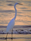 Great Egret Photographic Print by Georgienne Bradley