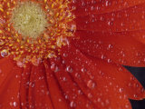 Gerbera with Water Drops Photographic Print by Daisy Gilardini