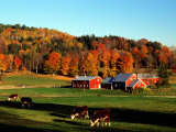 Autumn Colors and Farm Cows, Vermont, USA Photographic Print by Charles Sleicher