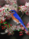 Male Eastern Bluebird Among Crabapple Blossoms, Kentucky, USA Photographic Print by Adam Jones Male Eastern Bluebird Among Crabapple Blossoms, Kentucky, USA Photographic Print by Adam Jones