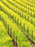 Mustard Plants in Vineyard, Napa Valley Wine Country, California, USA Photographic Print by John Alves