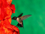 Male Ruby-Throated Hummingbird Feeding on Gladiolus Flowers Photographic Print by Adam Jones Male Ruby-Throated Hummingbird Feeding on Gladiolus Flowers Photographic Print by Adam Jones