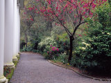 Walkway in Gardens, Magnolia Plantation and Gardens, Charleston, South Carolina, USA Photographic Print by Julie Eggers