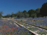 Bluebonnets, Hill Country, Texas, USA Lámina fotográfica por Dee Ann Pederson
