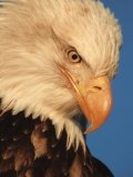 Bald Eagle in Kachemak Bay, Homer, Alaska, USA Lámina fotográfica por Dee Ann Pederson Bald Eagle in Kachemak Bay, Homer, Alaska, USA Lámina fotográfica por Dee Ann Pederson