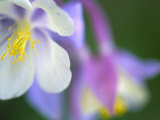 Colorado Columbine Flower, Colorado, USA Photographic Print by Julie Eggers