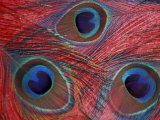 Peacock Feathers Pattern, Washington, USA Photographic Print by Jamie & Judy Wild