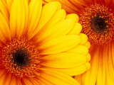 Gerbera Daisy, Washington, USA Photographie par Jamie & Judy Wild