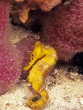 Lined Sea Horse Fotografisk trykk av Georgienne Bradley