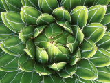 Queen Victoria's Agave, Sonora Desert Museum, Tucson, Arizona, USA Lámina fotográfica por Rob Tilley