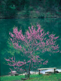 Lakeside Redbud Tree Blooms in Spring Photographic Print by Gayle Harper Lakeside Redbud Tree Blooms in Spring Photographic Print by Gayle Harper
