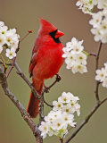 Male Northern Cardinal Among Blossoms of Pear Tree Photographic Print by Adam Jones