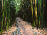Bamboo Forest on the Waimoku Falls Trail, South of Hana, Maui, Hawaii, USA Photographic Print by Charles Sleicher