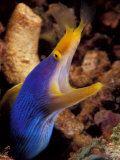 Blue Ribbon Eel, Papua New Guinea Fotografie-Druck von Michele Westmorland