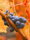 Dew on Cabernet Grapes, Napa Valley Wine Country, California, USA Photographie par John Alves